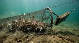Shrimp Trawling