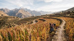 Sustainable quinoa farming